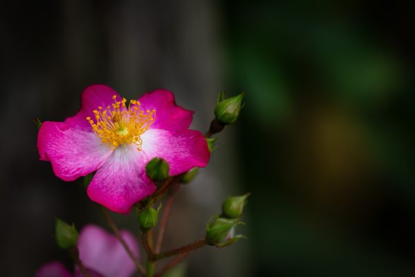 rosa rubiginosa 8277700