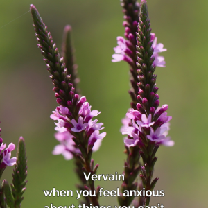vervain phone small