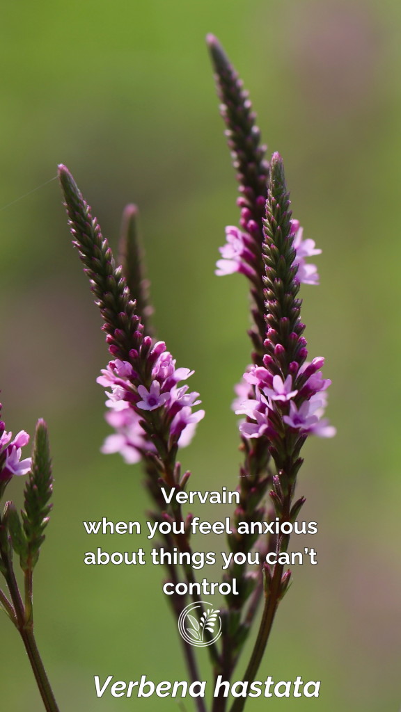 vervain phone wallpaper