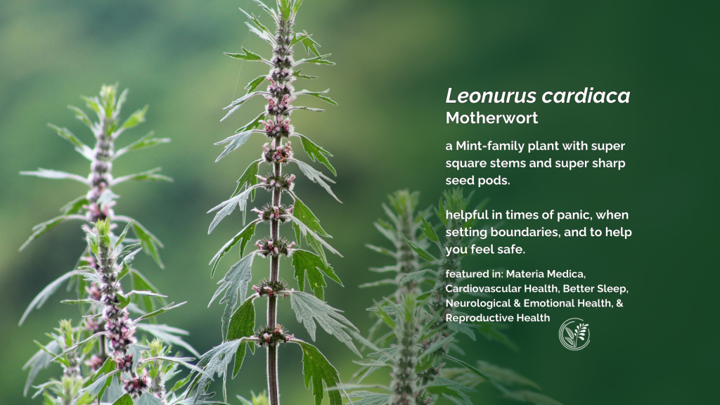 motherwort-desktop small