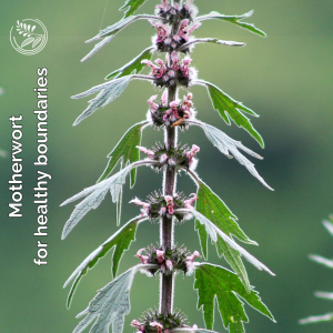 motherwort phone small