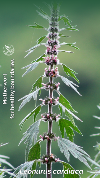 motherwort-phone small