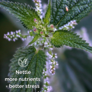 nettle phone small