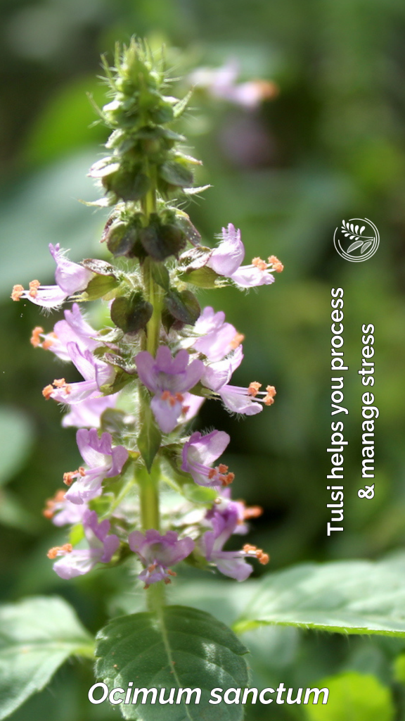 tulsi phone wallpaper