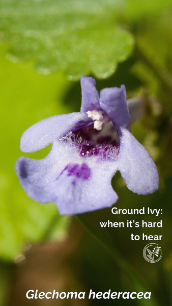 groundivy phone small