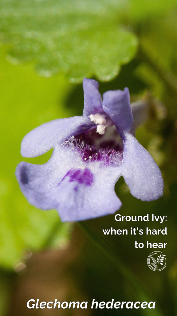 Nettle Wallpaper, Urtica dioica 2 groundivy phone small