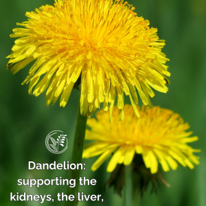 dandelion phone wallpaper
