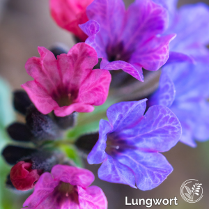 lungwort phone wallpaper
