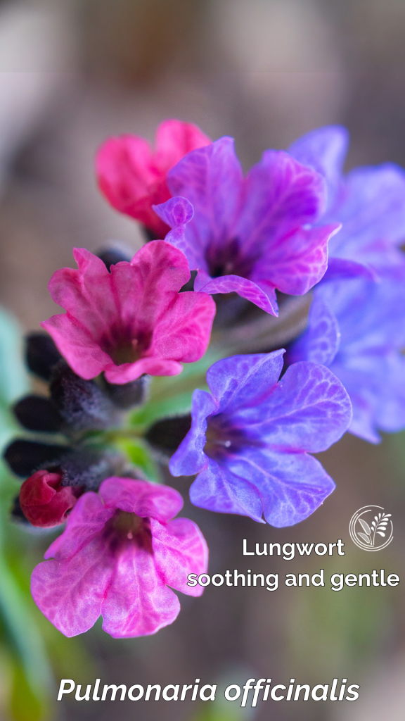 lungwort phone wallpaper