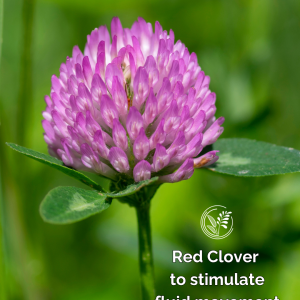 redclover phone small