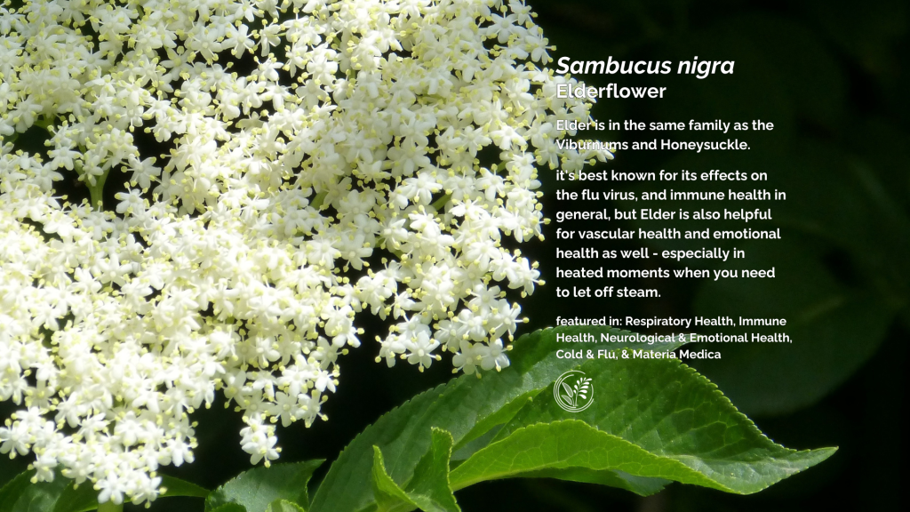 Nettle Wallpaper, Urtica dioica 1 elderflower desktop wallpaper