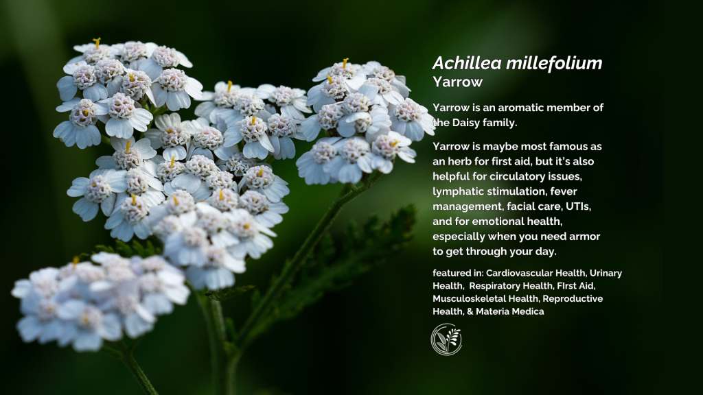 yarrow desktop wallpaper