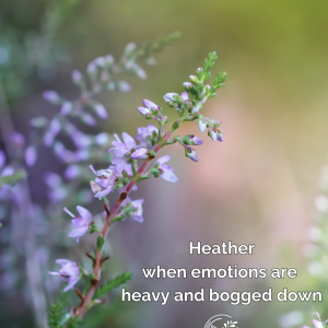 heather phone wallpaper