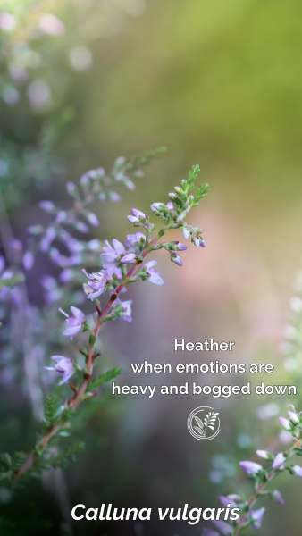 heather phone wallpaper