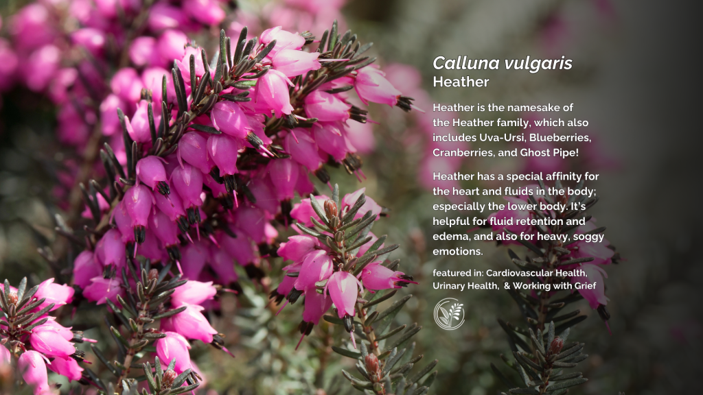 heather desktop wallpaper