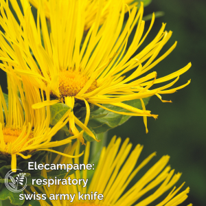 elecampane