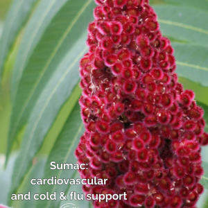 sumac wallpaper