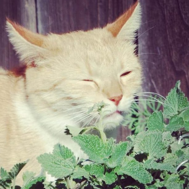 A cat sniffing fresh catnip leaves, an herb of happiness for cats.  
