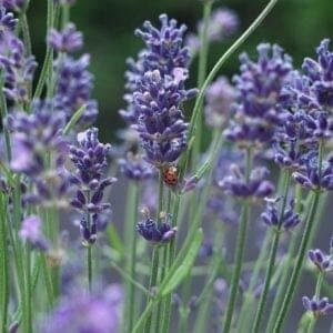lavender with ladybug